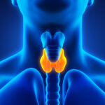 Where does thyroid pain occur?