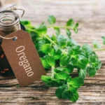 What are the health benefits and side effects of Oregano Oil